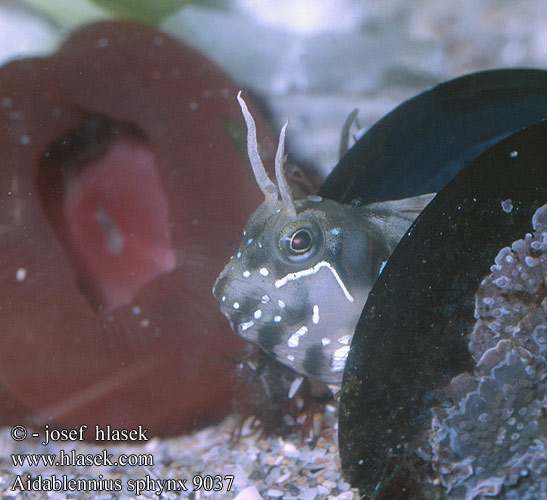 Aidablennius sphynx Hen-Like Blenny Sphinx-Schleimfische Малка морска кукичка Slizoun sfinga Blennie sphynx Slingurica kokošica Bavosa sfinge Морская собачка-сфинкс Horozbina