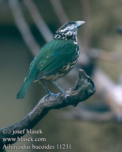 Ailuroedus buccoides White-eared Catbird Papuannaukuja Jardinier joues blanches