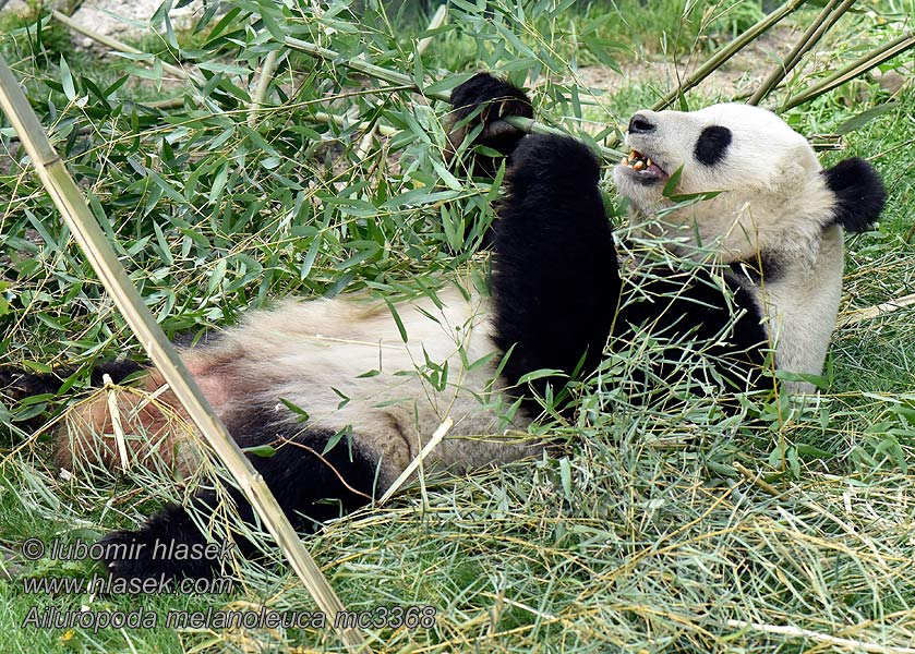 Großer Panda Больша́я па́нда Panda wielka géant Reuzenpanda