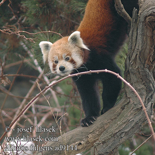 Ailurus fulgens Red Lesser Panda mala červená