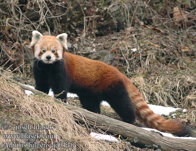 Ailurus fulgens ad9146