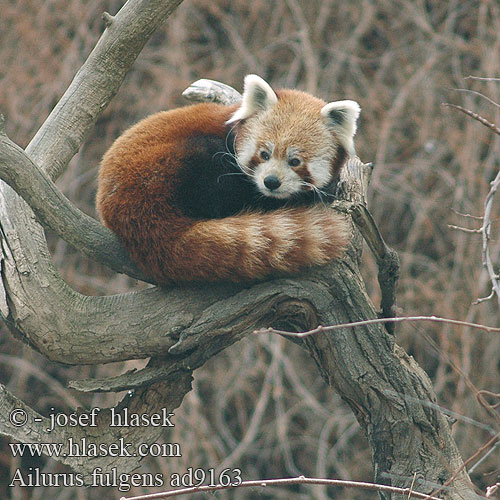 Ailurus fulgens פנדה אדום Малая Червена панда