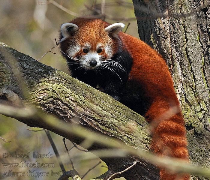 Ailurus_fulgens_bx0533