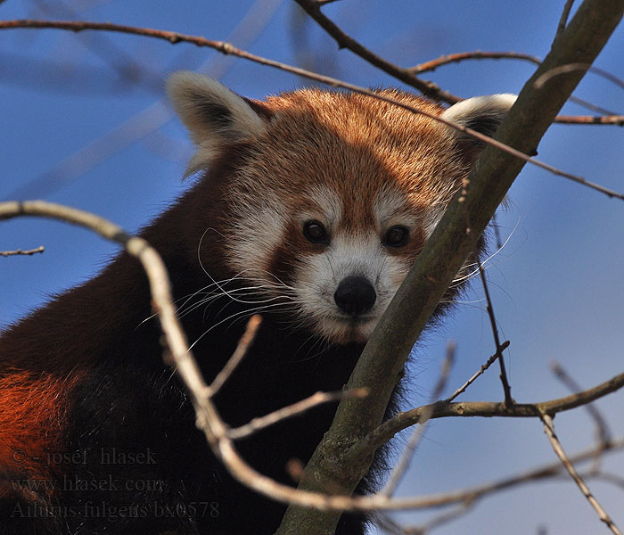 Ailurus_fulgens_bx0578