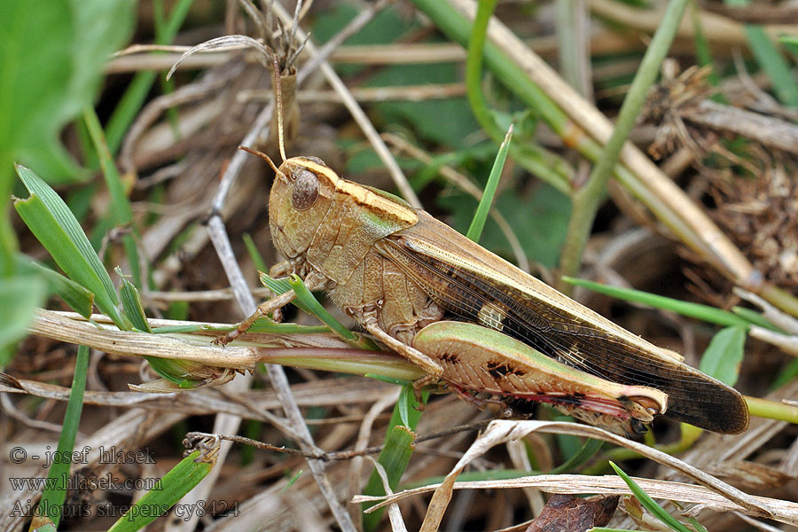 Aiolopus strepens Braune Strandschrecke Brown leaf locust Áttelelő sáska