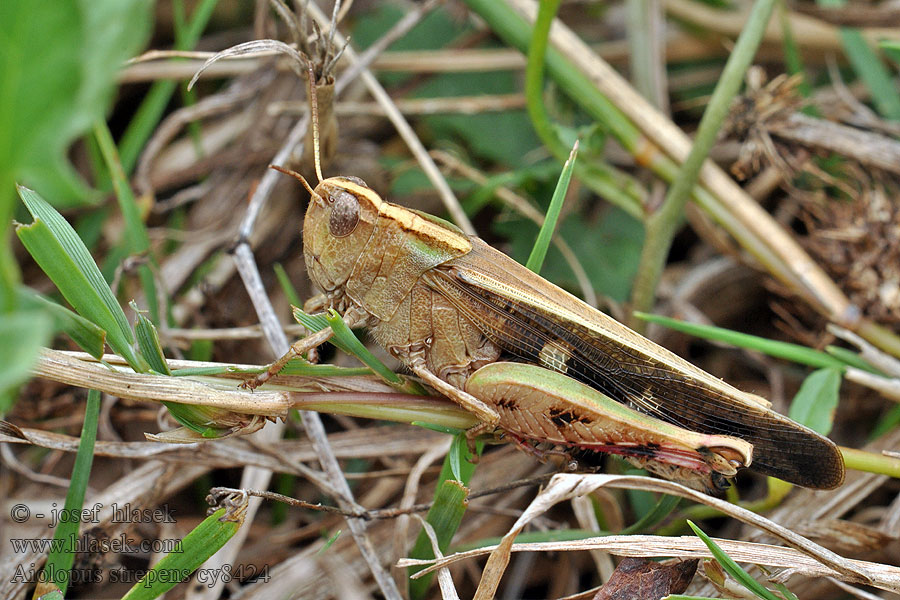 Aiolopus strepens Braune Strandschrecke Brown leaf locust Áttelelő sáska