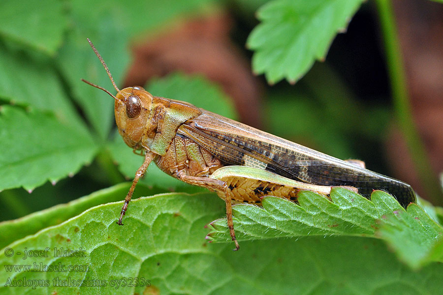 Aiolopus strepens