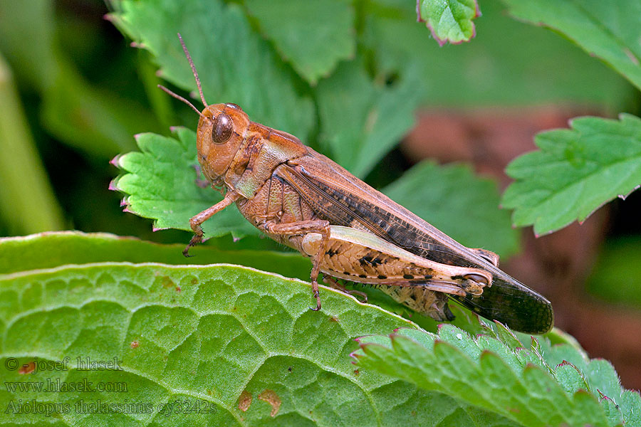 Aiolopus strepens