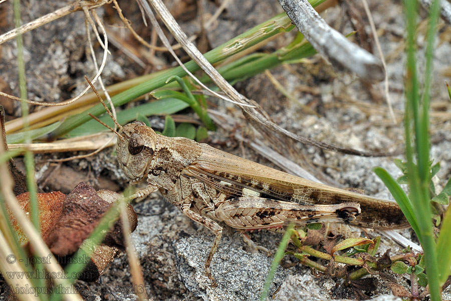 Brown leaf locust Aiolopus strepens