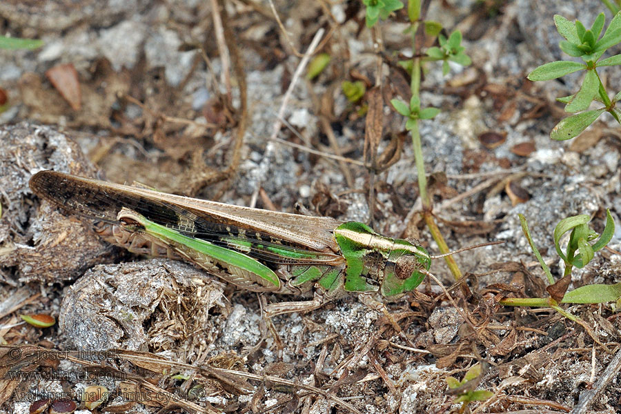 Braune Strandschrecke Aiolopus strepens