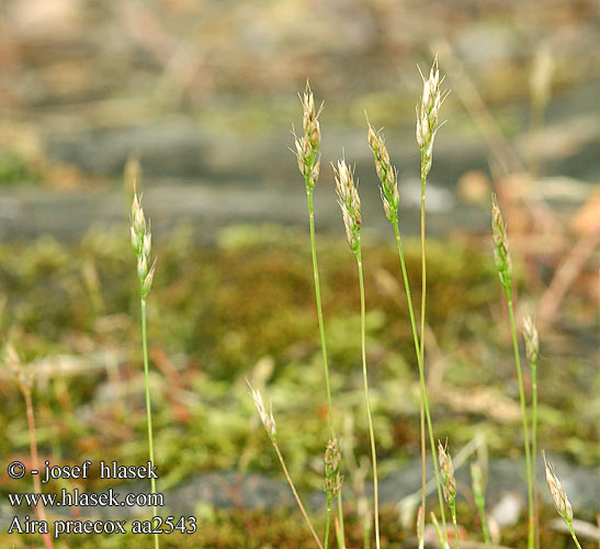 Aira praecox Avena Early Hair-grass Hair Grass Yellow Hairgrass