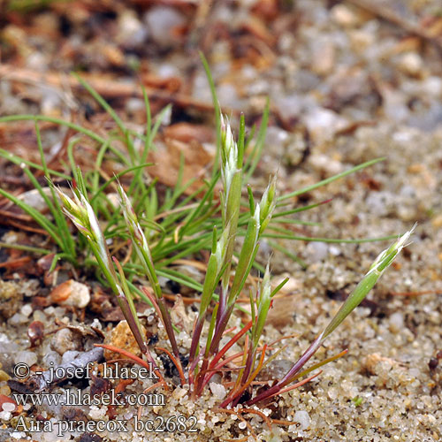 Ovsíček časný Vårtåtel Аира ранняя Aira praecox Avena Early Hair-grass Hair Grass Yellow Hairgrass Tidlig Dværgbunke Kääpiölauha Aira précoce Vroege haver Frühe Haferschmiele Śmiałka wczesna Ovsienka mnohokvetá