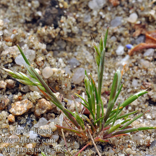 Early Hair-grass Hair Grass Yellow Hairgrass Tidlig Dværgbunke