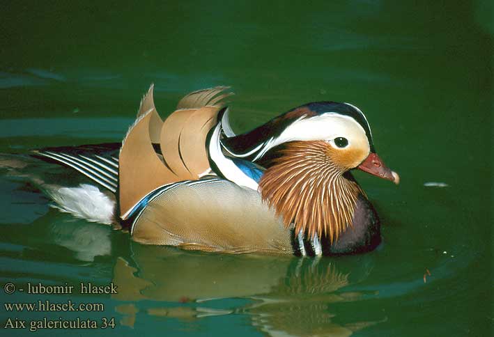 Aix galericulata Mandarin Duck Mandarinente