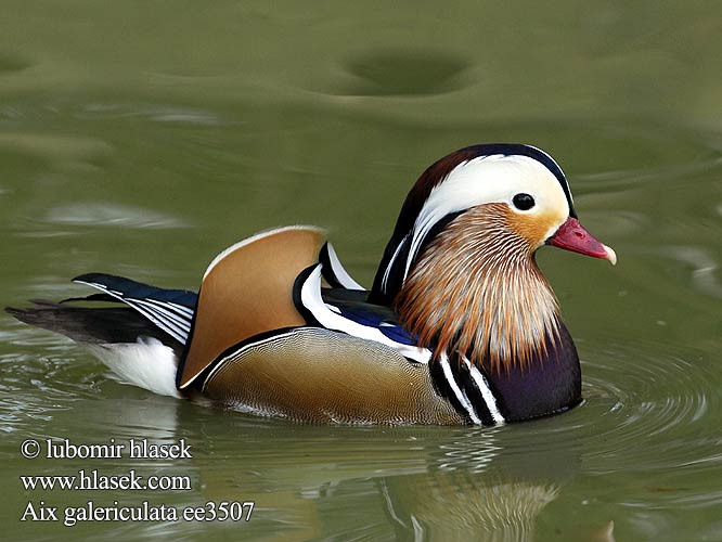 Mandarynka Pato-mandarim Mandarin Ördeği