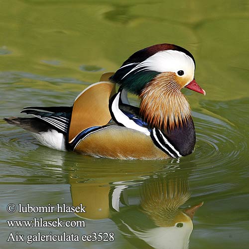 Mandarin Duck Mandarinente Canard mandarin