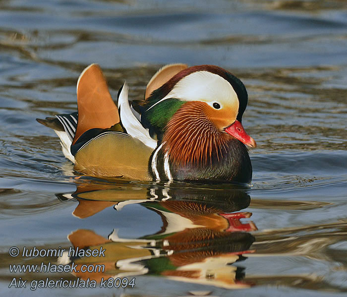 Mandarin Duck