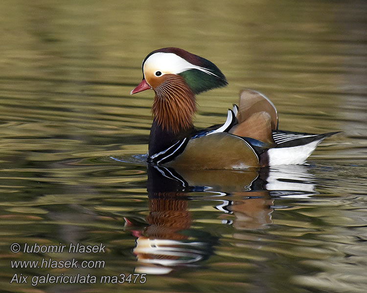 Aix galericulata Mandarin Duck Mandarinente