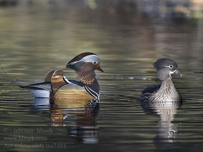 Aix galericulata Canard mandarin Pato Mandarín