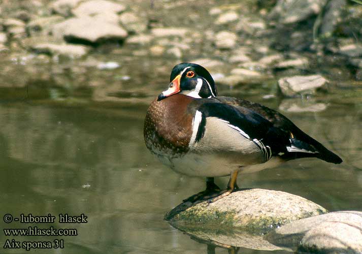 Aix sponsa Wood Duck Brautente Canard carolin