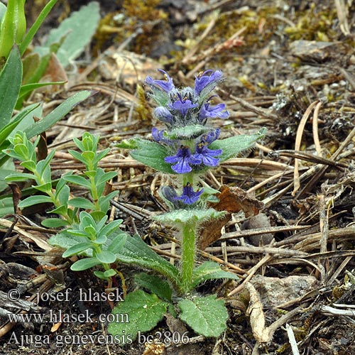 Blue Geneva Bugleweed Bugle Påtegnet Hammasakankaali