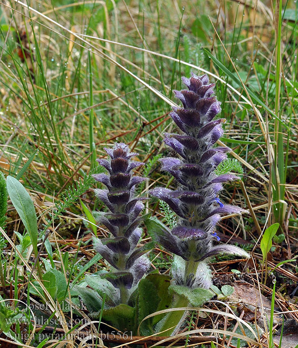 Ajuga pyramidalis Bugle pyramidal Piramidezenegroen