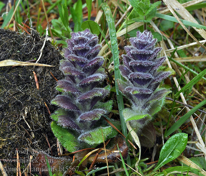 Ajuga pyramidalis Iva pirimidale Pyramiden-Günsel