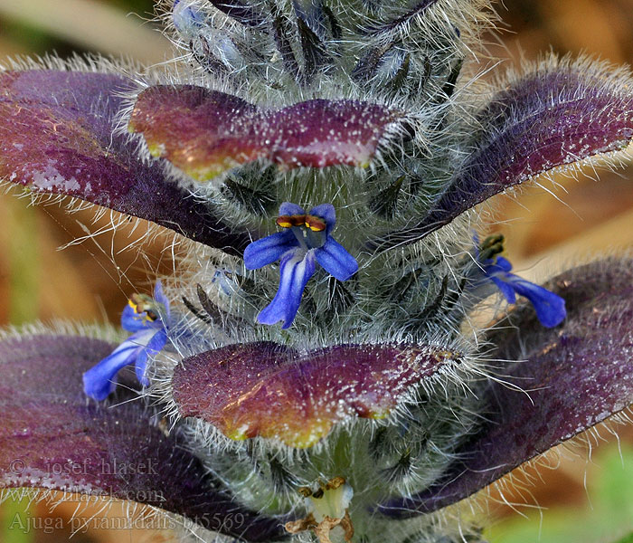 Ajuga pyramidalis Dąbrówka piramidalna Zběhovec jehlancovitý