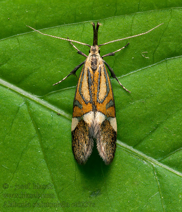 Alabonia staintoniella Krásněnka jarní