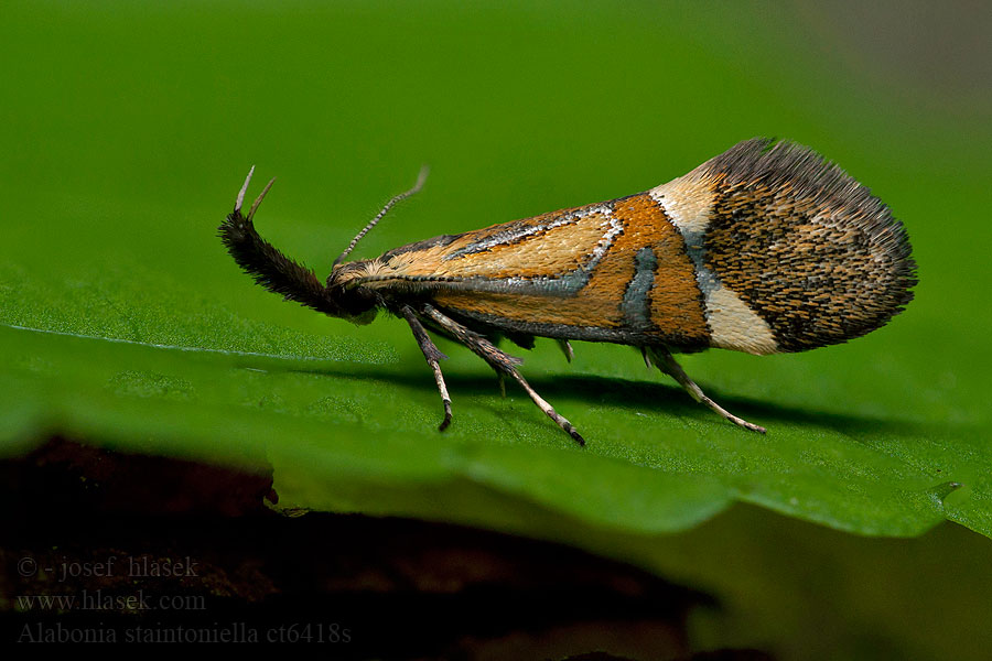 Alabonia staintoniella