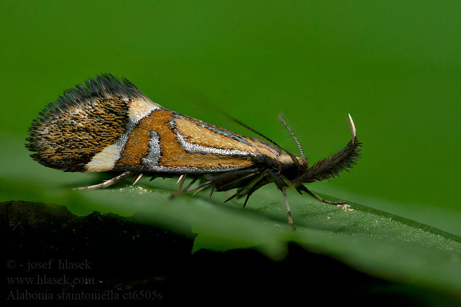 Alabonia staintoniella