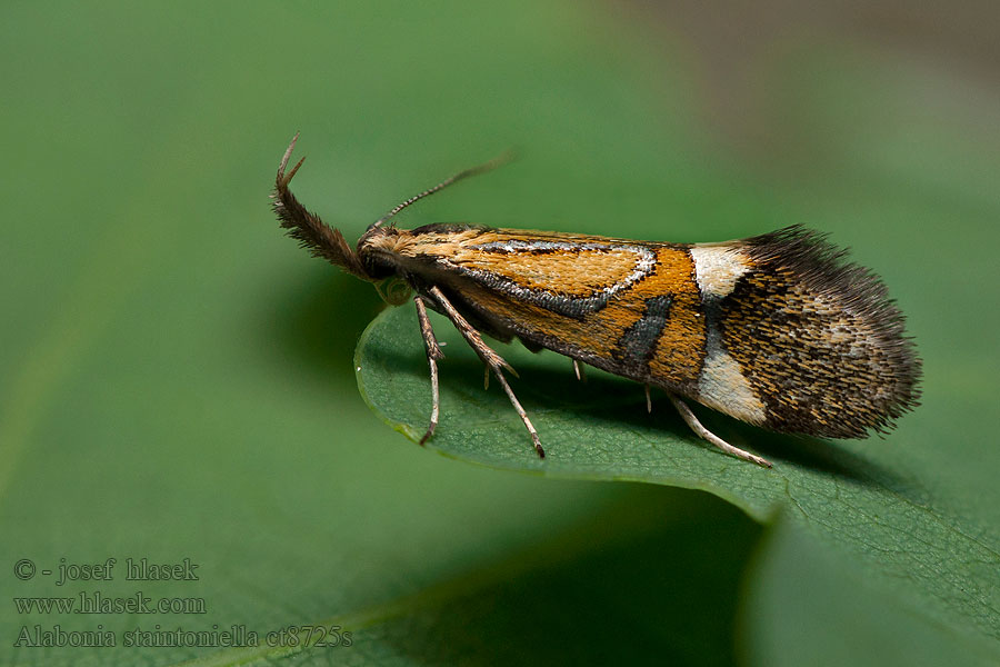 Alabonia staintoniella