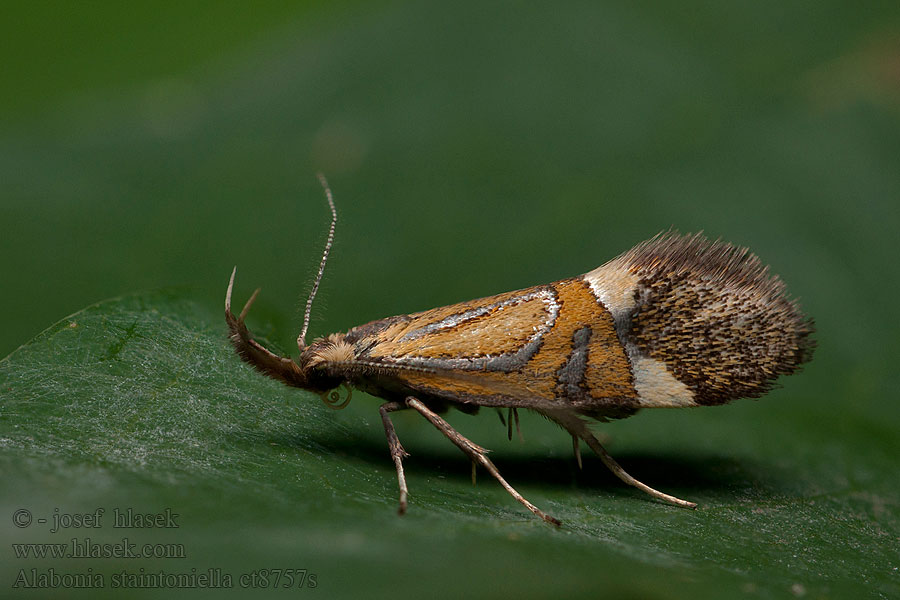 Alabonia staintoniella