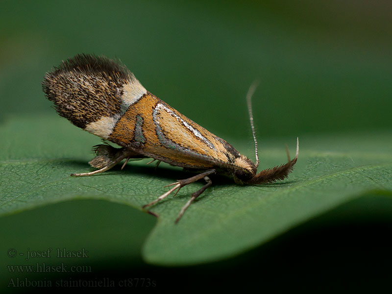 Alabonia staintoniella