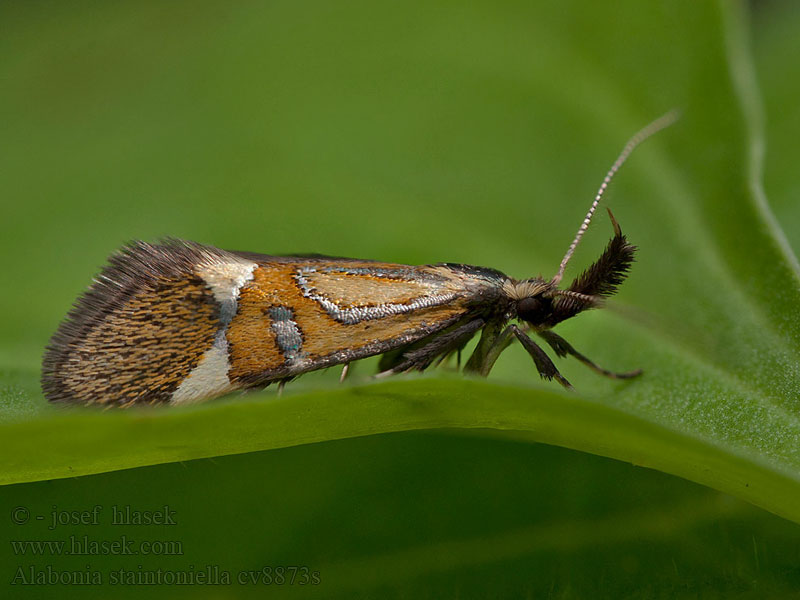 Alabonia staintoniella