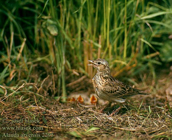 Alauda arvensis Skylark Feldlerche