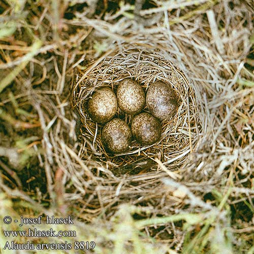 Alauda arvensis Skylark Feldlerche