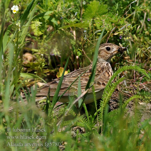 Alauda arvensis Skylark Feldlerche