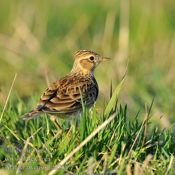 Poldlooke Alauda arvensis Skylark Feldlerche Alouette champs Alondra Común Skřivan polní Sanglærke Veldleeuwerik Kiuru Sanglerke Sånglärka Alosa vulgar Hegatxabal arrunt 云雀 Жаворонок полевой ニシヒバリ قبرة الحقول 종다리 Σταρήθρα Laverca Польовий жайворонок Tarlakuşu זרעית L'Allodola Mezei pacsirta Skowronek polny Ciocârlia câmp Škovránok poľný Poljski škrjanec Lauku cirulis