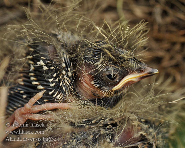 Alauda arvensis Skowronek polny Poldlooke