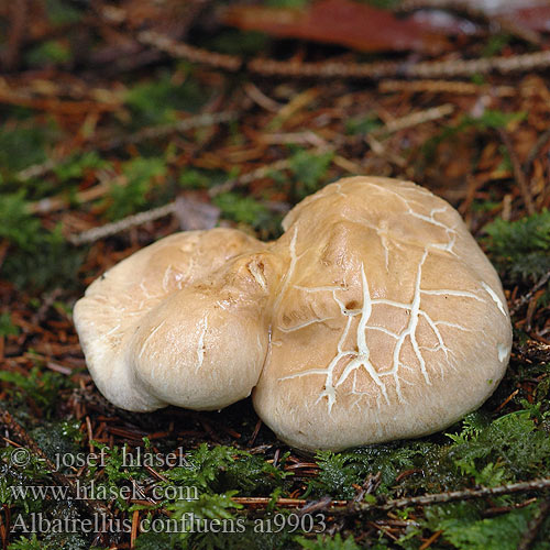 Albatrellus confluens ai9903