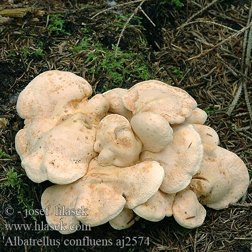 Albatrellus confluens Альбатреллу