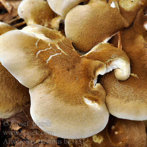 Krásnoporka hřebenitá Polypore crête Geelgroene buisjeszwam