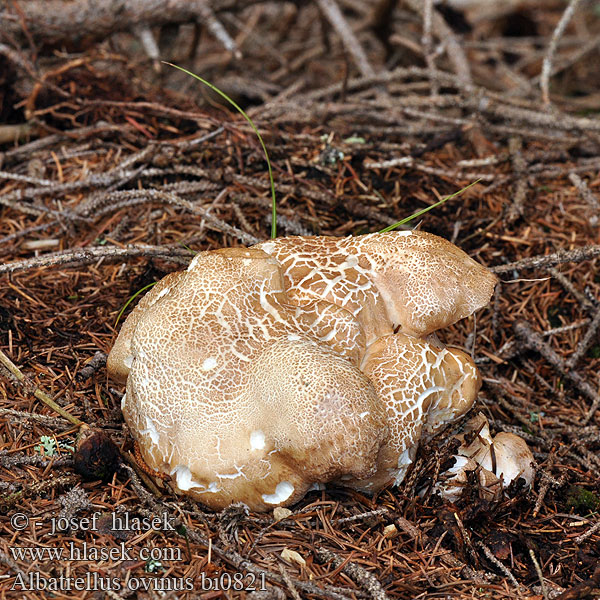 Albatrellus ovinus bi0821