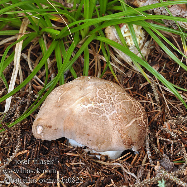 Albatrellus ovinus bi0822