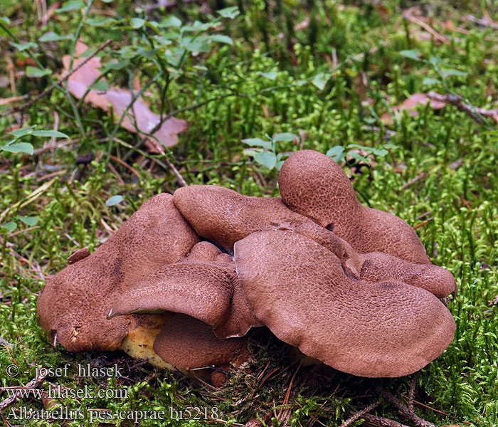 Albatrellus pes-caprae Polyporus Scutiger oregonensis