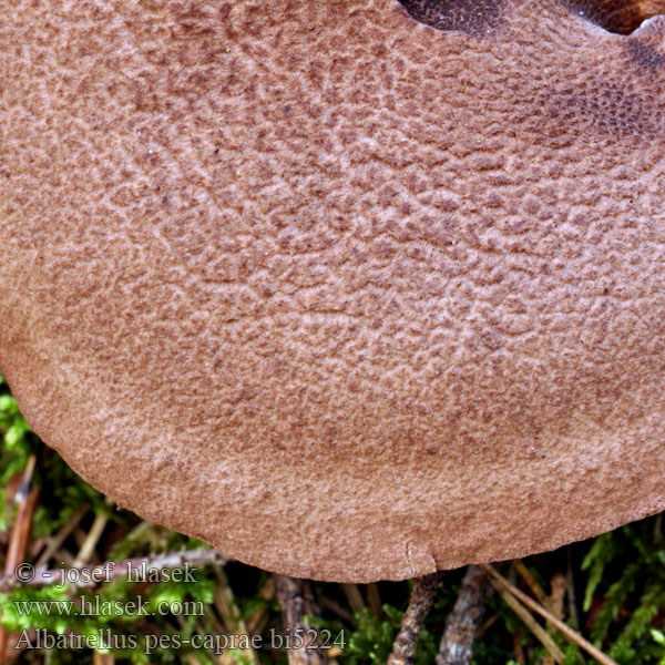 Krásnoporka kozí noha Ziegenfußporling Polypore pied chèvre