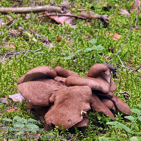 Albatrellus pes-caprae bi5229