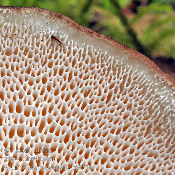 Krásnopórovec kozí Albatrellus pes-caprae Polyporus