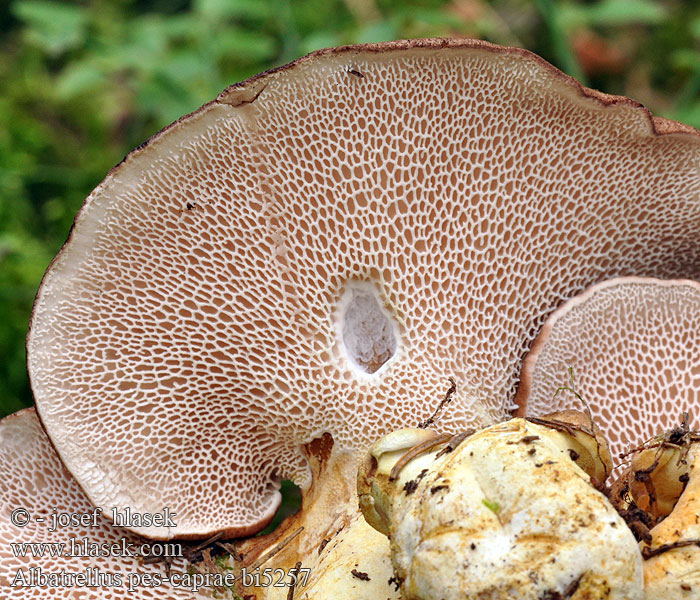 Ziegenfußporling Polypore pied chèvre Naziemek kozionogi